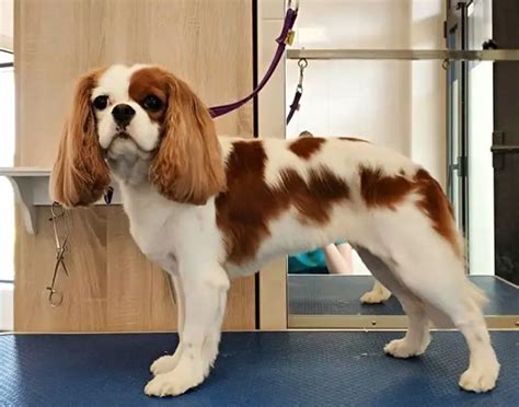 cavalier spaniel haircuts|king charles spaniel grooming styles.